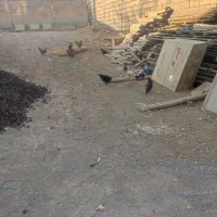 تعدادی حیوان خانگی همه تخم گذار و جوان