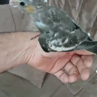 جوجه عروس هلندی سینامون