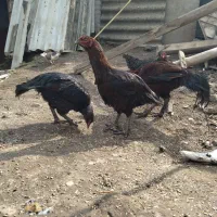 فروش مرغ و خروس لاری اصیل نژاد قصاب|حیوانات مزرعه|تاتار علیا, |دیوار