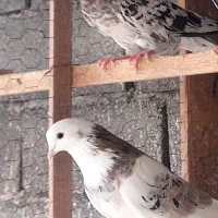 کفتر|پرنده|علیآباد کتول, |دیوار