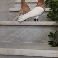 کبوتر کله|پرنده|استهبان, |دیوار