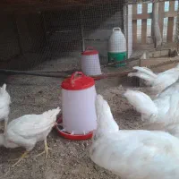 خروس|حیوانات مزرعه|درگهان, |دیوار