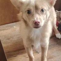 اشپیتز روباهی