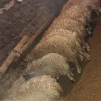 حیوان مزر۰عه|حیوانات مزرعه|سرشیو, |دیوار