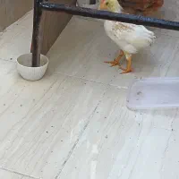 جوجه|حیوانات مزرعه|قم, پردیسان|دیوار