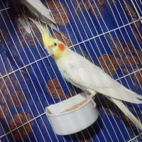 فروش یک عددعروس نر|پرنده|نالوس, |دیوار