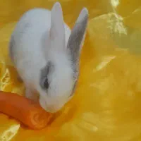 حیوان خانگی|موش و خرگوش|رشت, لاکان|دیوار