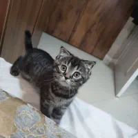 واگذاری گربه اسکاتیش زیبا