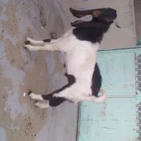 پازن افغانی