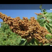 سماق خریدارم  و فروشم داریم