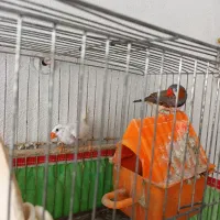 فنچ نر و ماده|پرنده|رشت, جماران|دیوار