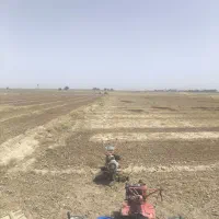 شخم زدن زعفران علف وخار زدن با دستگاه کمری