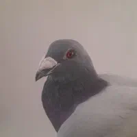 دوبرنرفراری داده م|حیوانات|اردبیل, |دیوار