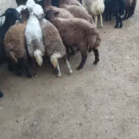 بره|حیوانات مزرعه|الیگودرز, |دیوار