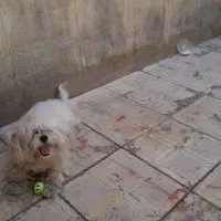 سگ شیتزو پشمالو