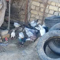 کبوتر فروشی