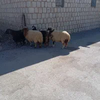 بره وشک وبز جوان|حیوانات مزرعه|کارزان, |دیوار