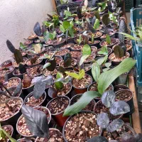 گیاه زامیفولیا ابلغ