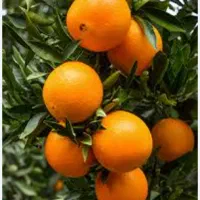 پرتقال تامسون درجه یک شمال|حراج|لنگرود, |دیوار