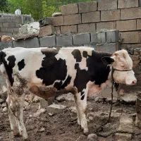 گوساله سیمینتال