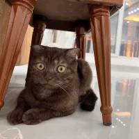 واگذاری گربه اسکاتیش۱۳میلیون مقطوع