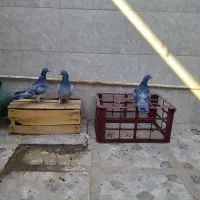 کبوتر پلاکی لطفا بخون تخفیف نداره|پرنده|قم, حنیف نژاد|دیوار