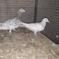 هفرنگ|پرنده|کوهین, |دیوار