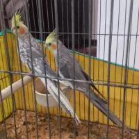 عروس هلندی|پرنده|زرندیه, |دیوار