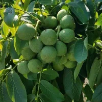 نهال گردو|گل و گیاه طبیعی|اصفهان, شاهزاده ابراهیم|دیوار