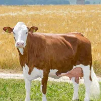 خرید فروش گاو