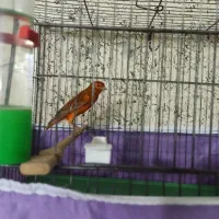 قناری سوخته ترکی|پرنده|شاهینشهر, طالقانی|دیوار