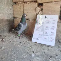 سار سبز مسافتی مینا کرمانی یهودی کویتی|پرنده|مه ولات, |دیوار