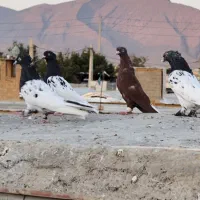 بهبونی
