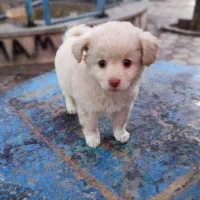 سگ پامرین ماده