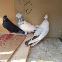 3عدد کبوتر درجه یک|پرنده|شیراز, بازار|دیوار