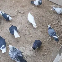 یه گنجه کبوتر پرشی ۵۵یا ۶۰ تایی|پرنده|بوکان, |دیوار