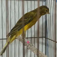 قناری . پرنده. سبز