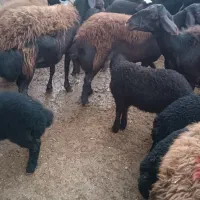 گوسفند بره دار|حیوانات مزرعه|سلطانیه, |دیوار