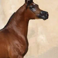 نریون دو سر عرب|اسب و تجهیزات اسب‌سواری|اراک, |دیوار