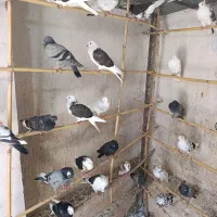 آسمان خراش|پرنده|مینودشت, |دیوار