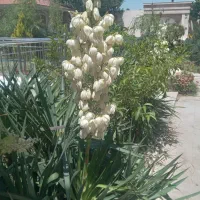 جویای کار سرایداری  ونگهبانی