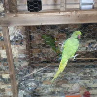 پرنده|پرنده|گناباد, |دیوار