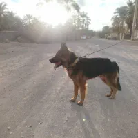 سگ ژرمن شپرد کلاس B|سگ|بم, |دیوار