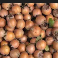 رب ازگیل جنگلی|خوردنی و آشامیدنی|قائم‌شهر, |دیوار