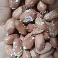 برنج هاشمی+بادام زمینی مزرعه شخصی آستانه اشرفیه|خوردنی و آشامیدنی|تهران, دکتر هوشیار|دیوار