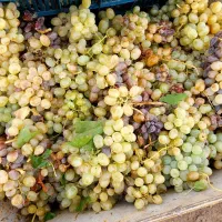 انگور کوزه گران برای دوشاب