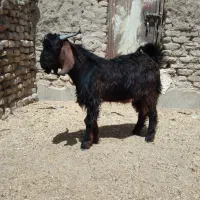 کهره نر چاق چله گوشتی
