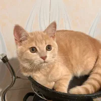 گربه میکس اسکاتیش و بریتیش