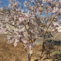 باغ بالاتر از باغشهر علوم پزشکی