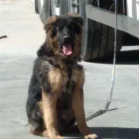 نژاد ژرمن توله ۹ ماهه